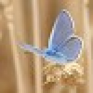 Picture of Kalp Telefonu