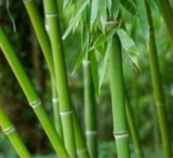 Bambu