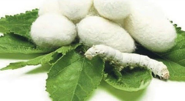 İpek kozası ve böceği